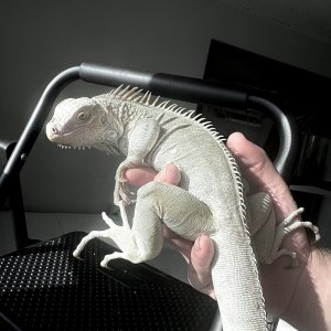 THANOS IGUANA