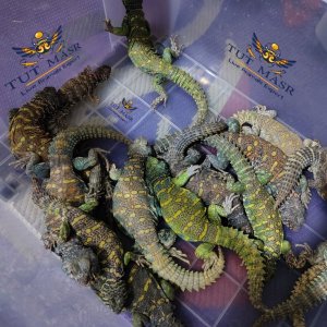 Uromastyx Ornata - Ornate Spiny-Tailed Lizard - Uryx (4).jpg
