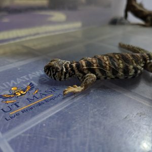 Uromastyx Ornata - Ornate Spiny-Tailed Lizard - Uryx (13).jpg