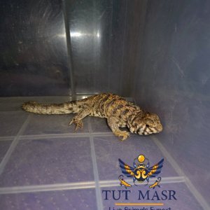 Uromastyx Ornata - Ornate Spiny-Tailed Lizard - Uryx (16).jpg