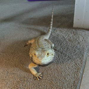 Bearded dragon