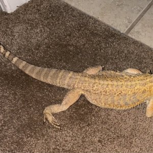 beardie