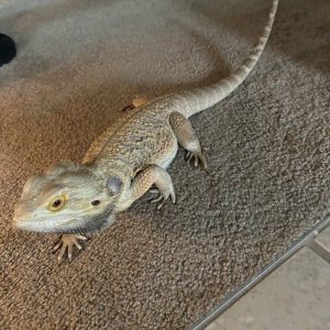 Beardie