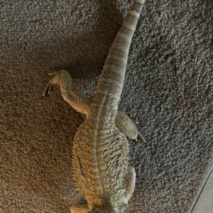 beardie
