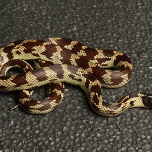 IMG_8964.jpg