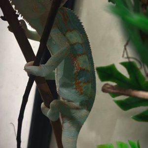 7 month old veiled chameleon