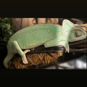 7/mo veiled chameleon