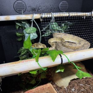 www.faunaclassifieds.com