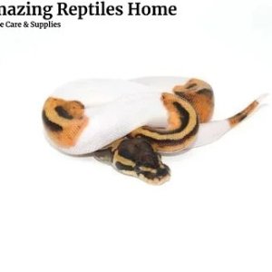 Buy Leopard Tortoises Online