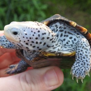 Terrapin
