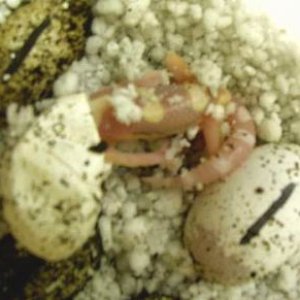 Head stuck in egg
