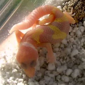 Albino hatchling