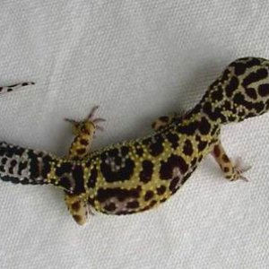 Dark female