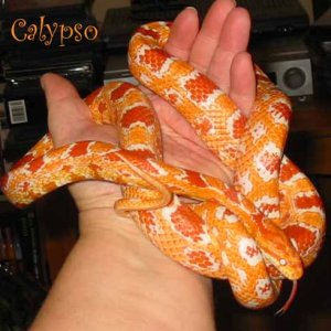 Calypso