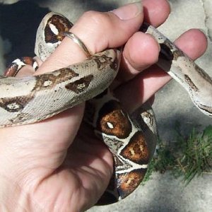 She shed/tekwarren boa