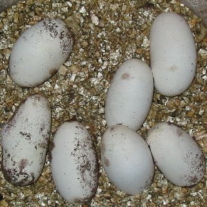 day59eggs