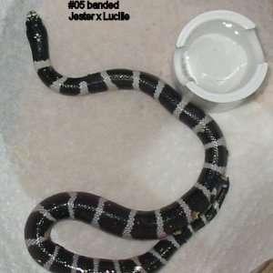 05banded