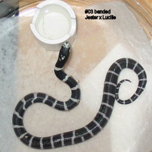 03banded