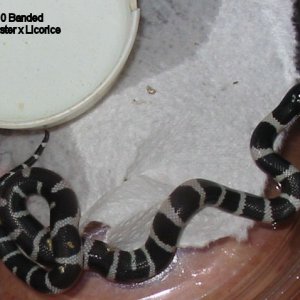 10banded