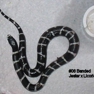 08banded
