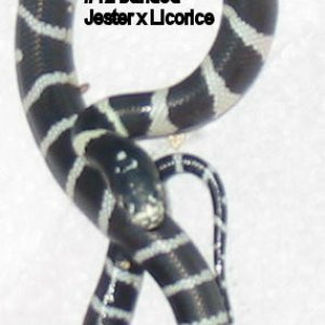 12banded