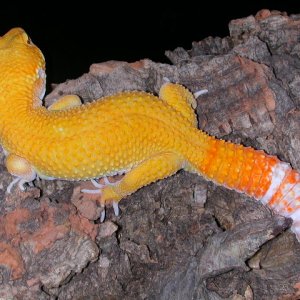 Big Papa giant hypo albino.