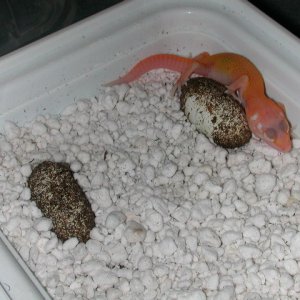 Giant patternless stripe albino hatchling.