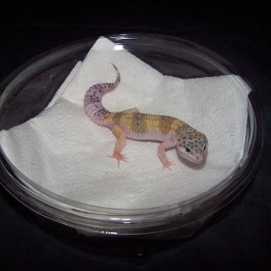 BABY1HYPO