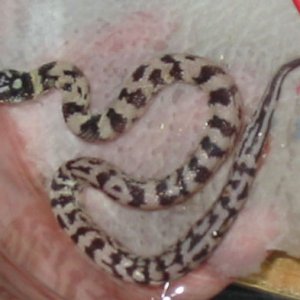 baby7