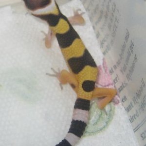 Hatched today 1