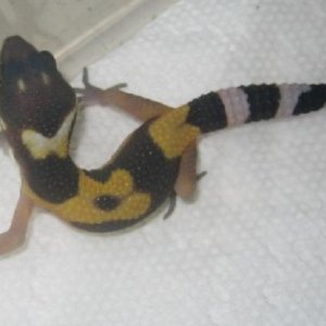 Hatched today 2