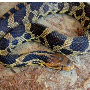 E. fox snake