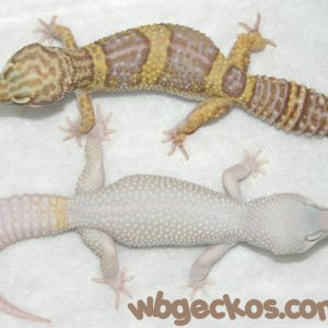 Bleach and Kino