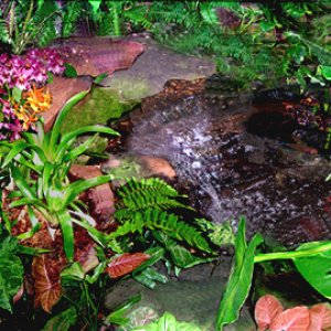 My "Rainforest Waterfall"