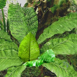 anthurium_salviniae3