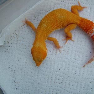 Giant Hybino, from "king" x Albino Giant hets