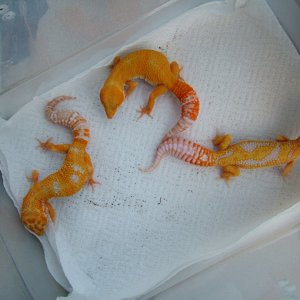 Giant Hybinos (from King x Albino Giant Htes and a lovely female Jungle Gia