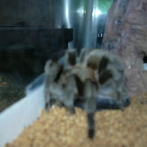 tx br tarantula