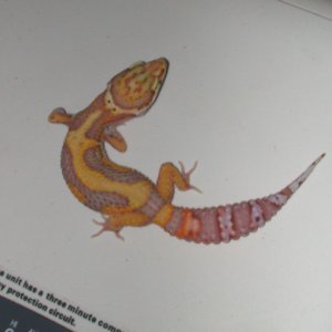 Male Jungle Bell