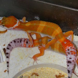 More Female Electra offspring