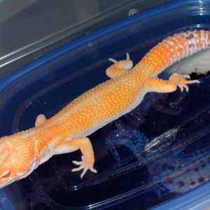 Breeder Bell Hybino Male