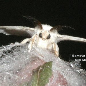 Silkmoth
