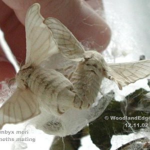 Silkmoths Mating
