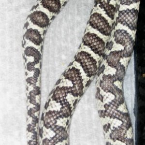 Zipper4