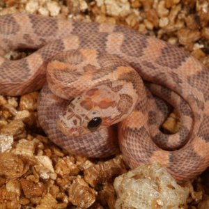 Sunkissed Lavender Corn