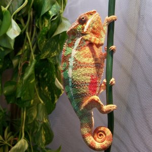 Ambilobe Panther