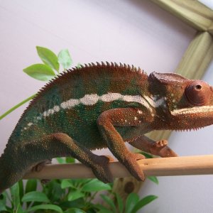 One of Ank-Inc's Anks