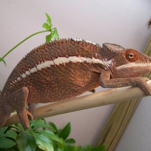 Another one of Ank-Inc's Anks