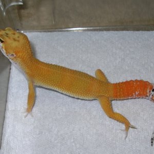 male05tang
