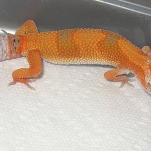 female05tang